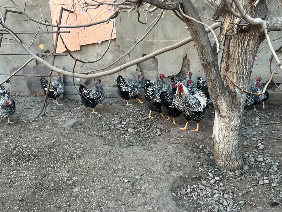 Виандот цыплята вьяндот