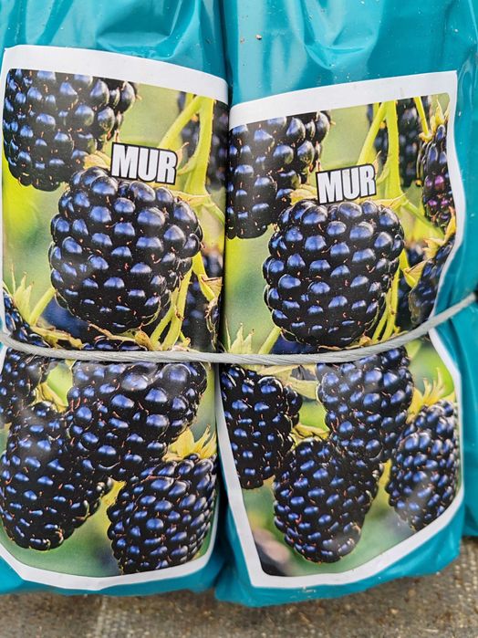 butasi de fructe de padure ambalati si etichetati