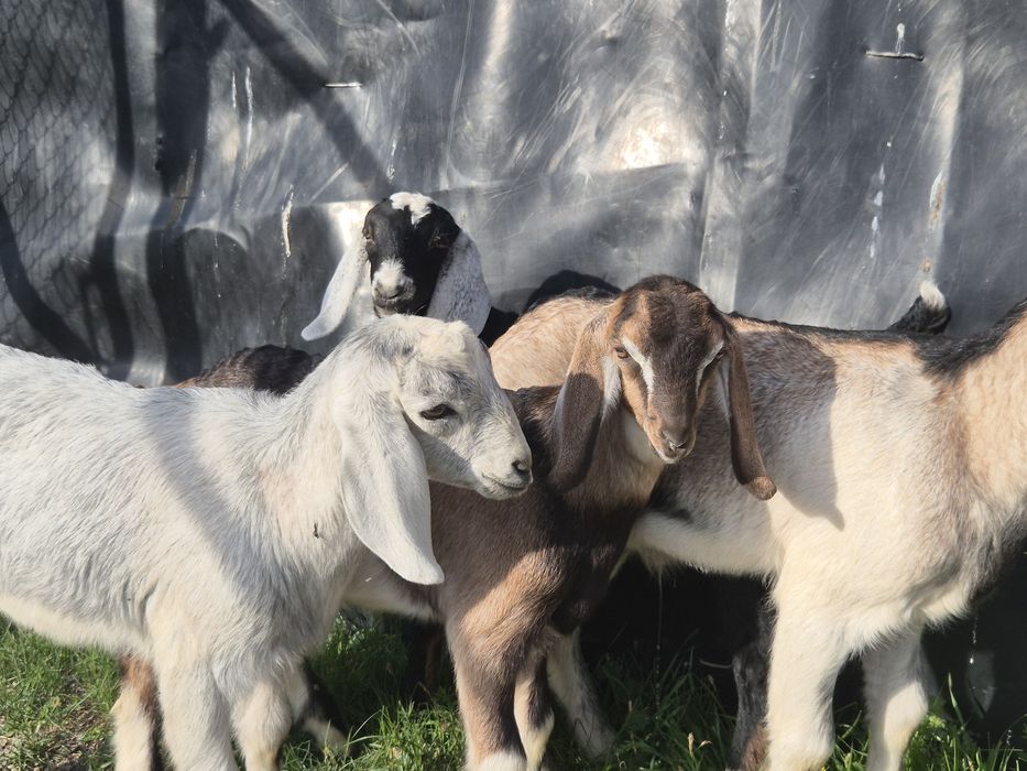 Козлята англонубийские.