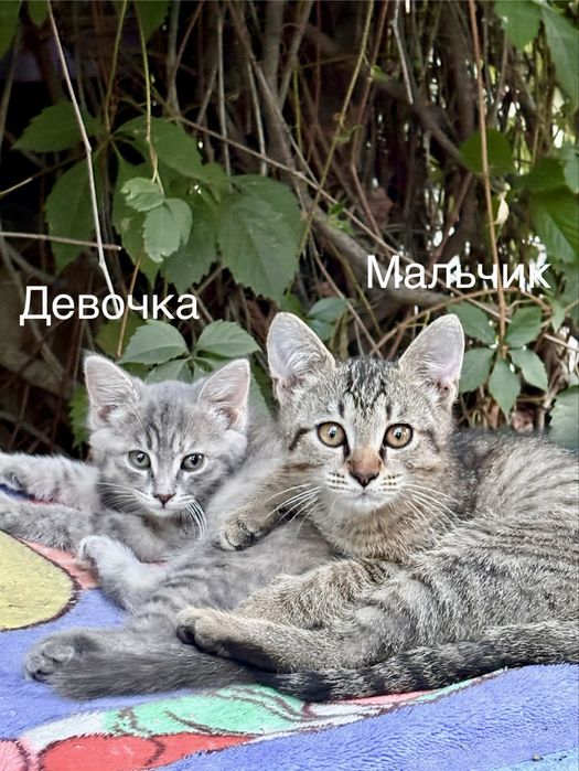 Котята в добрые и любящие руки