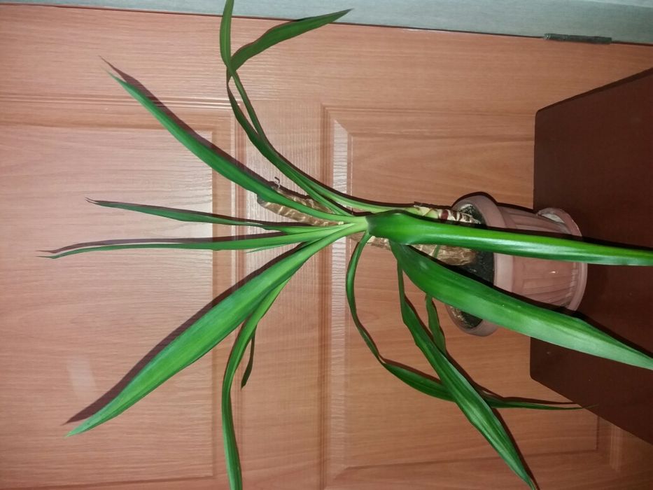 Пальма  "Юкка" .