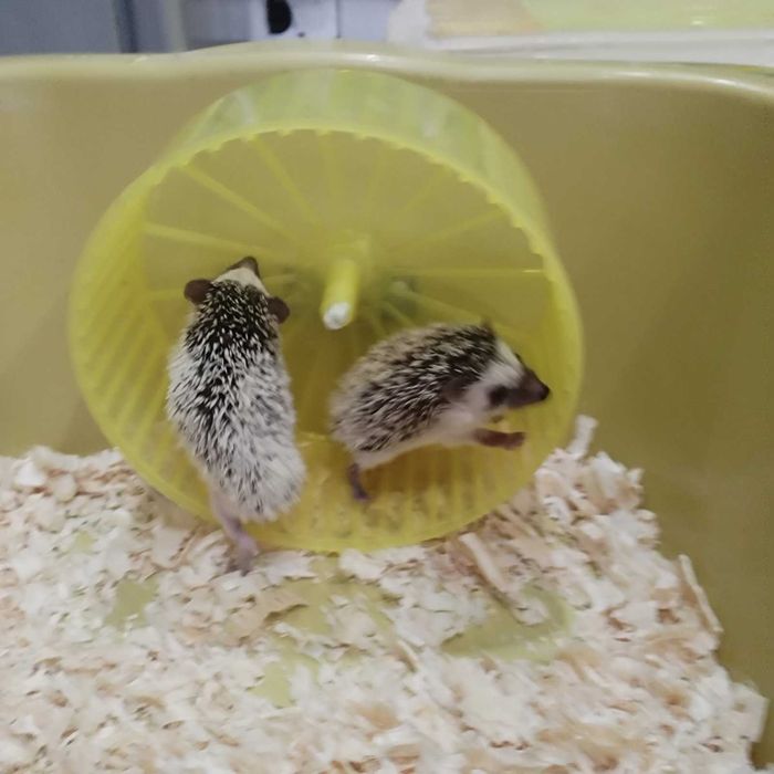 Малки таралежчета