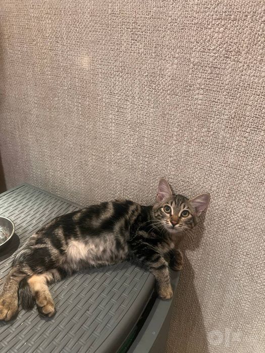 Котятам нужна семья!