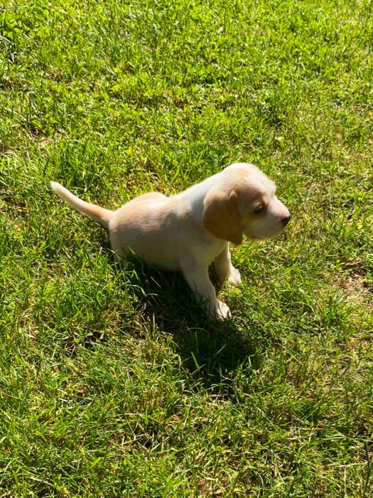 Beagle   cățeluș