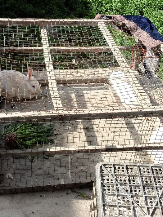 Nar quyonlar holati yaxshi