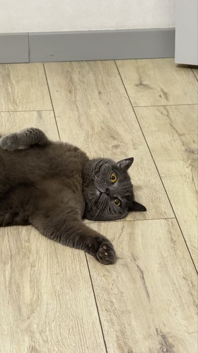 Отдам Британца Бакса 5 лет