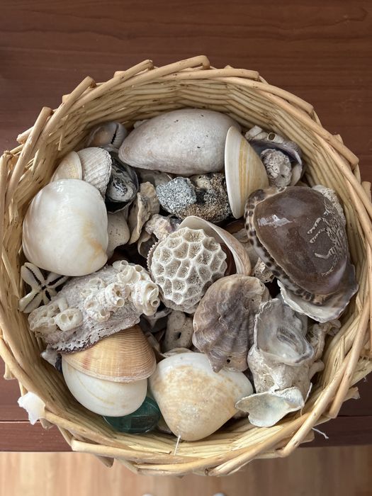 Продам ракушки и кораллы