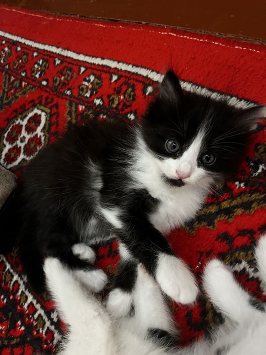 Веселые котята, кушают, к лотку приучены
