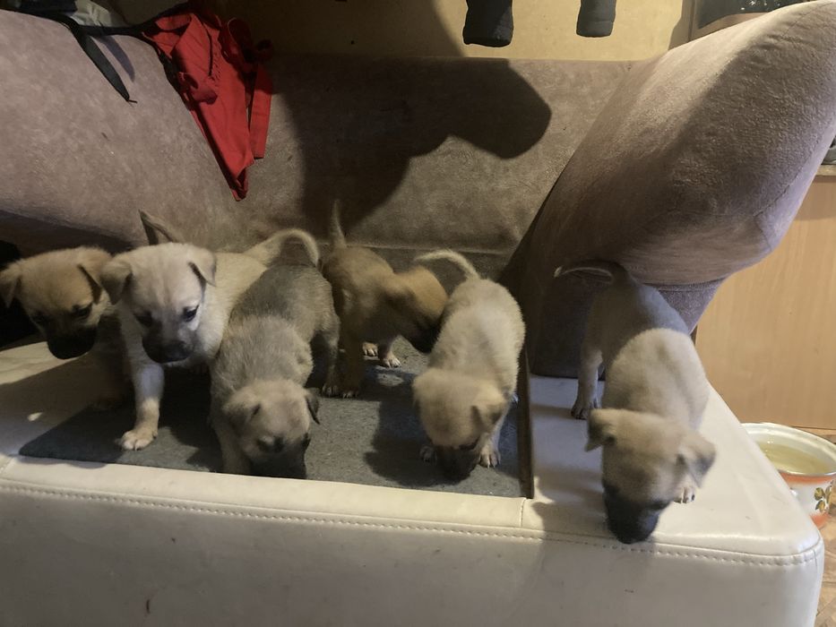 Дарю щенков метисов