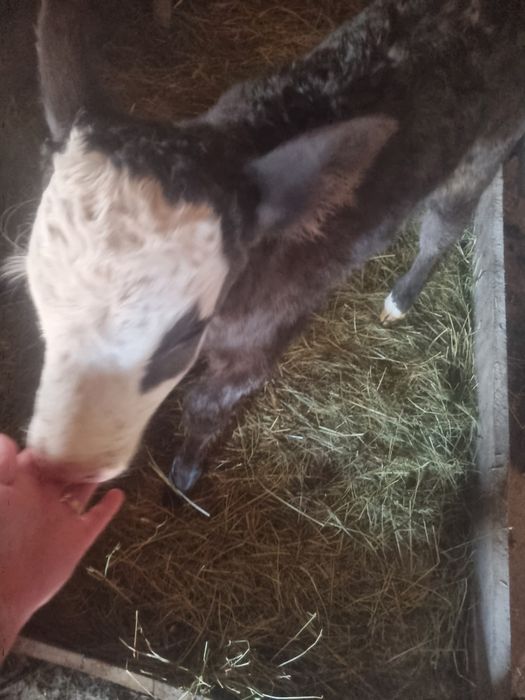 Vand vitea metis bruna cu baltata.