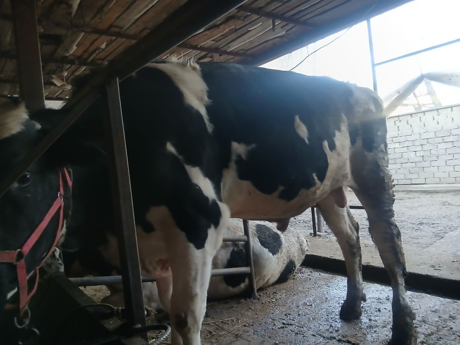 Buqa sotiladi 40.milon