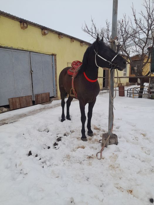 Көкпар ат парымен