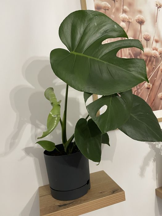 Monstera Deliciosa 60 cm , Plante verzi