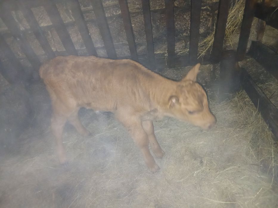 Продам телят . Бычок и тёлочка