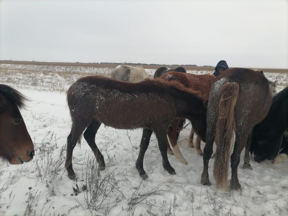 Продам Жеребчкик  7 месяцев