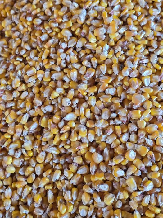 Vând porumb semisticlos