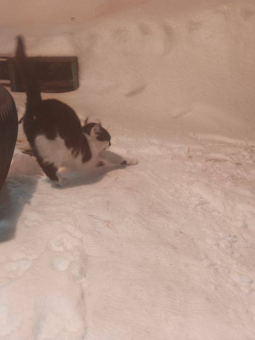 Отдам котят мальчик