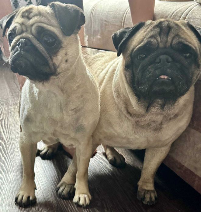 бежевые мопсята  щенки