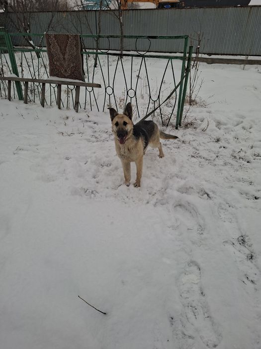 Восточно европейская овчарка