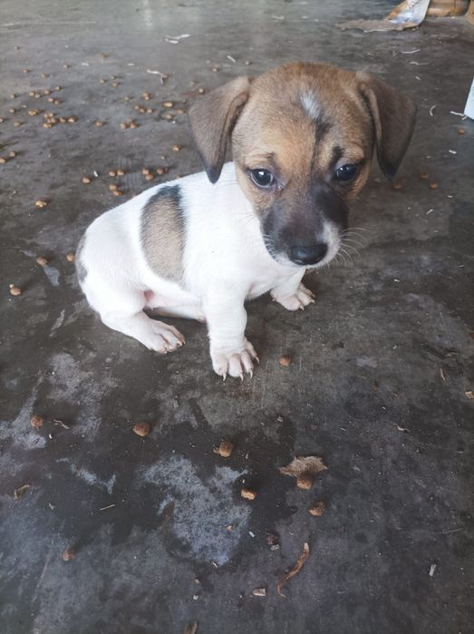 Ofer spre adopție puiuți de catel