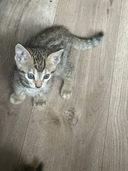 Продам бенгальских котят