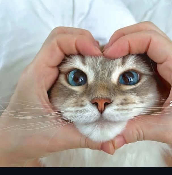 Передержка кошек