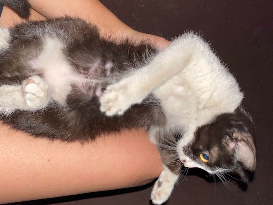котенок девочка 3-5 месяцев
