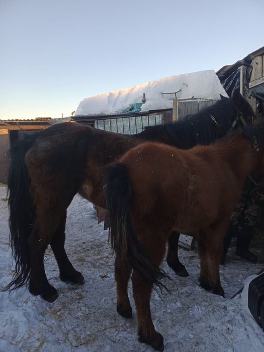 Продам кобылу  7 лет.     Жеребёнок 9 месяцев