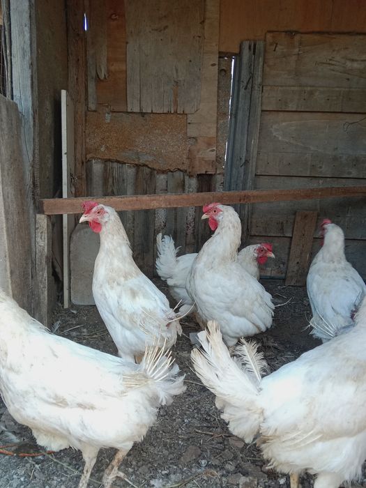 Продам куры.     .