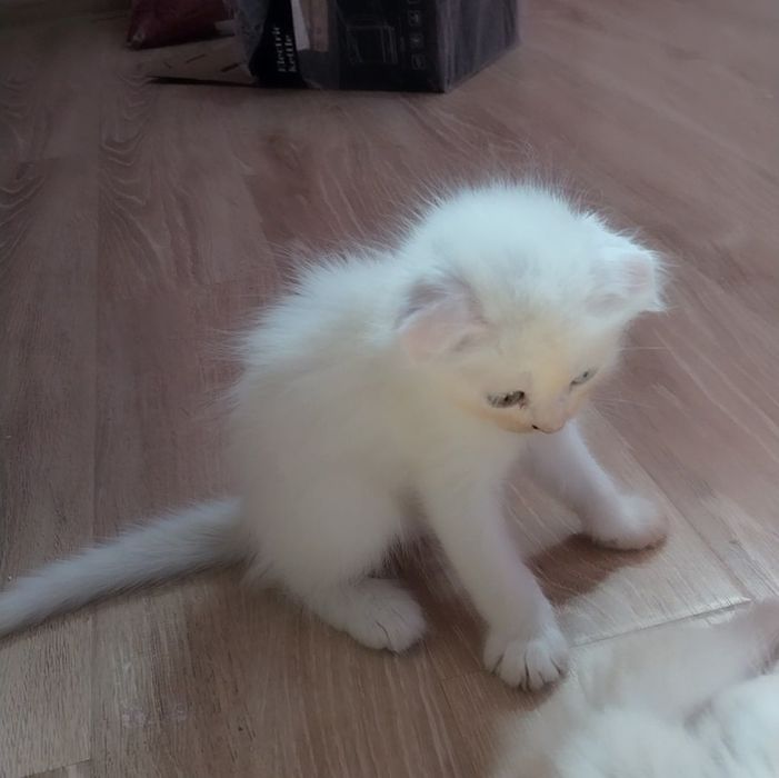 Turk angorasi, 7ta bolasi, Турецкая Ангора и котят