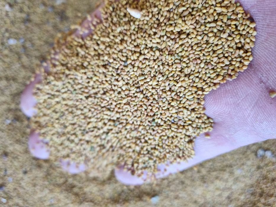 Продается семена клевера, многолетний богарный.