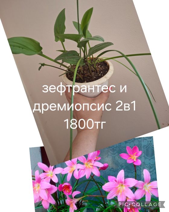 Растения домашние