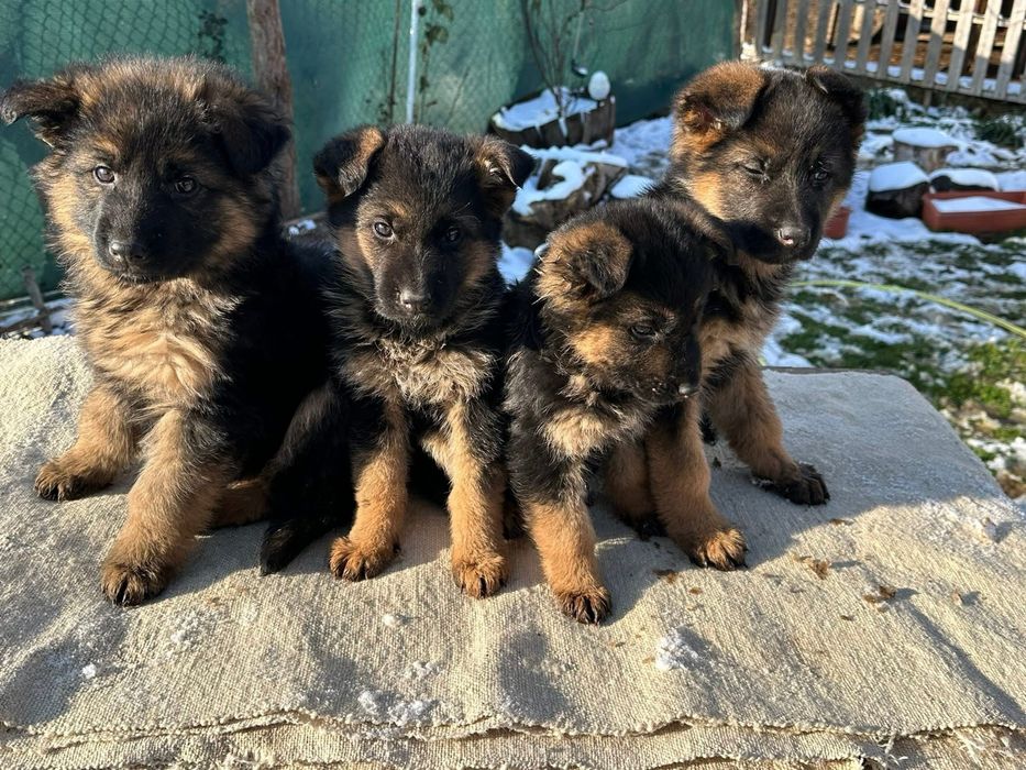 Немски овчарки - момиченца