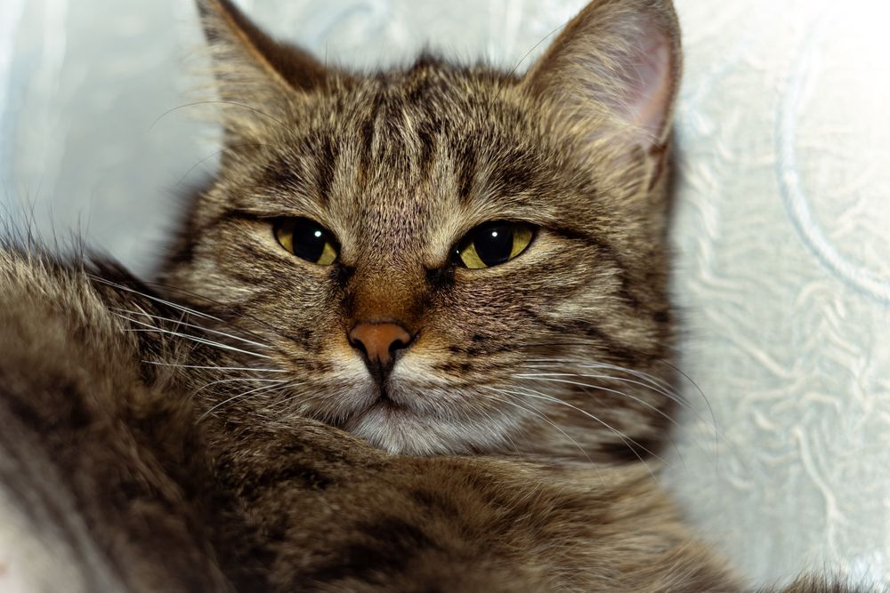 Отдам в хорошие руки