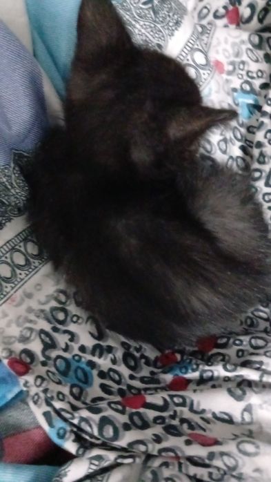 Отдаю котят в добрые руки