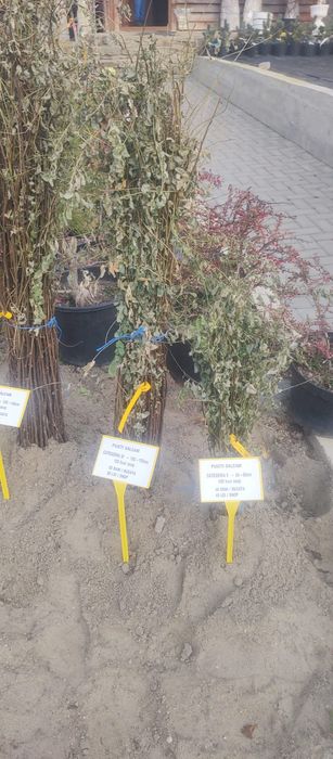 Puieti salcâm robinia Pseudacia preț 50 banii.analtimea de 70 80 cm