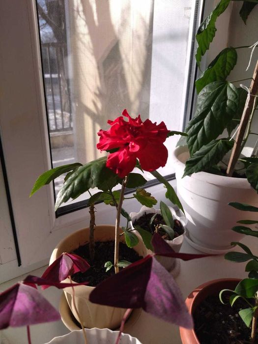 продам комнатные цветы