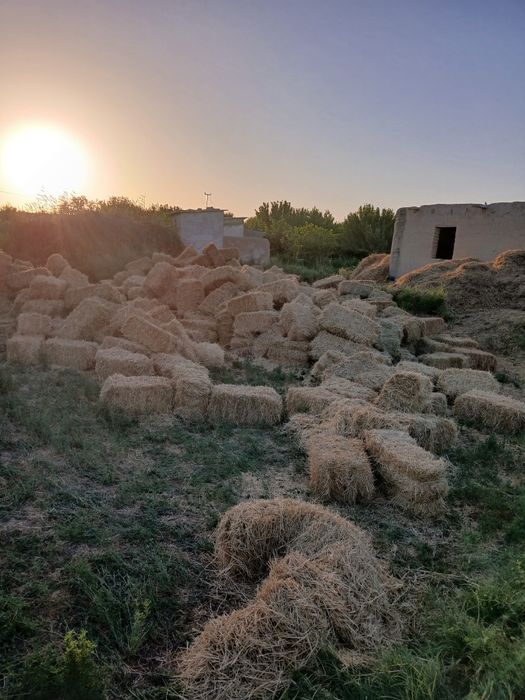 Сомон перес сотилади чолларгайам ташишга техникамиз бор