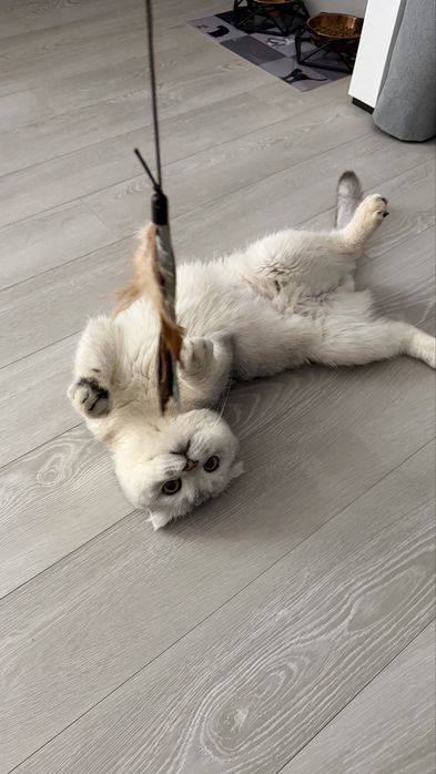 Серибристая шиншилла вязка