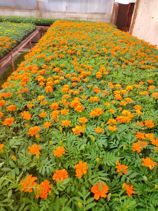 Петуния. Рассада цветов