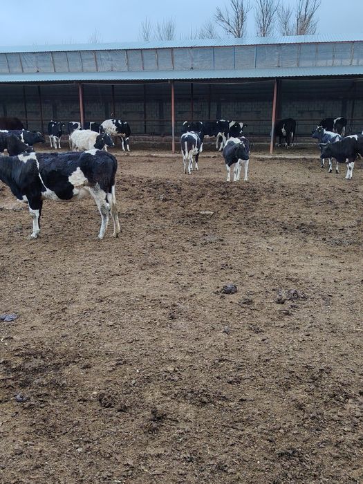 Бугоз гуножинлар сотилади 100 дона