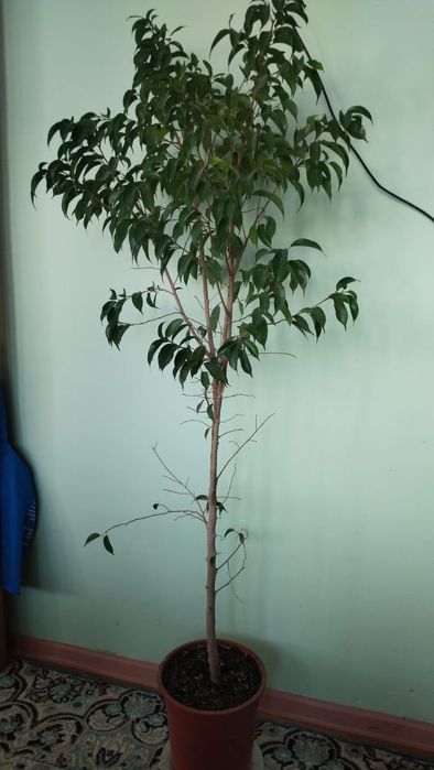 Комнатные Цветы.