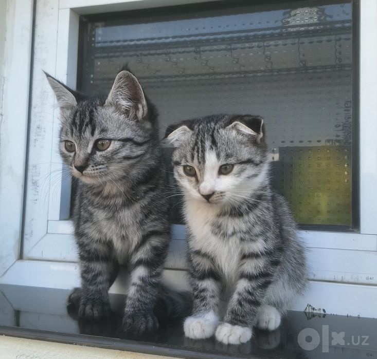 Scottish fold & scottish straight