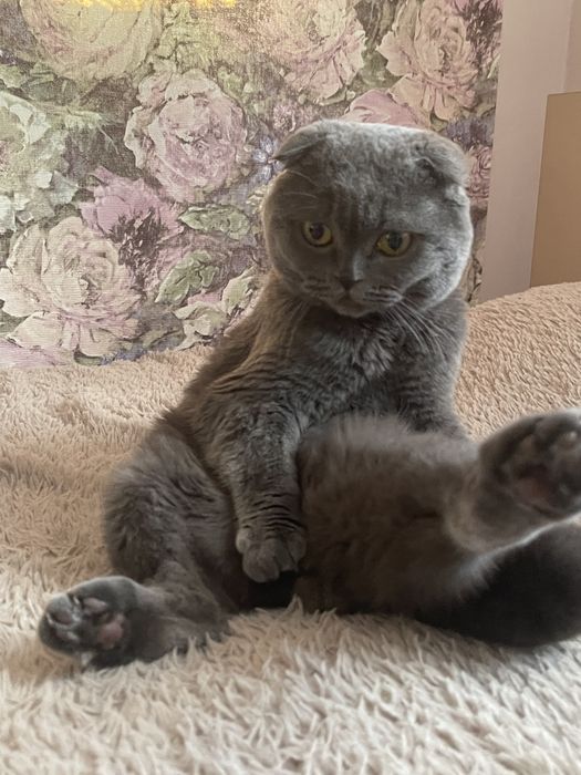 вязка скотиш фолд!