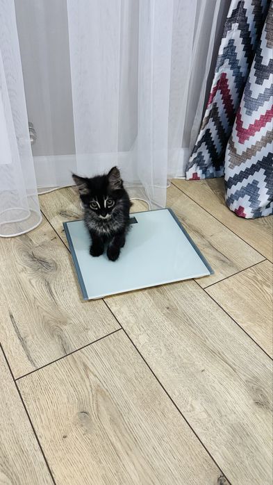 Отдам котенка в доьрые руки