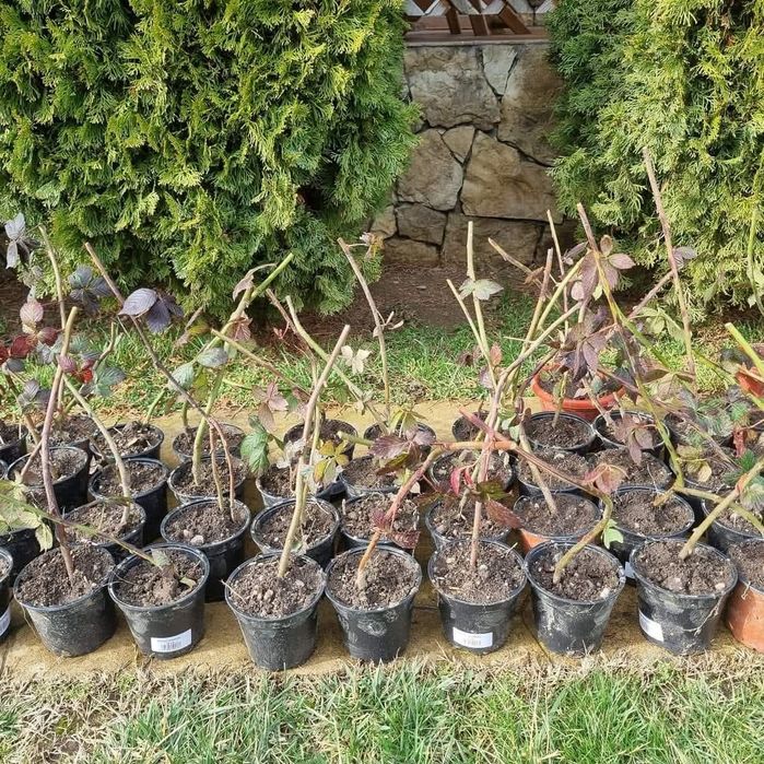 Mure Thornfree  si mure chester  foarte sanatoase si gustoase