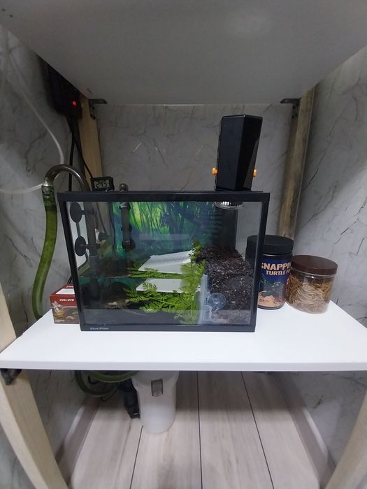 Грифовая черепаха