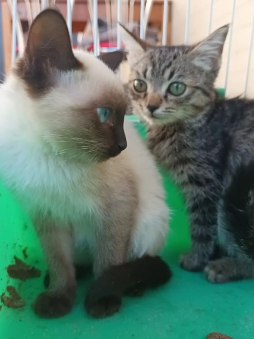 Отдам котят бесплатно