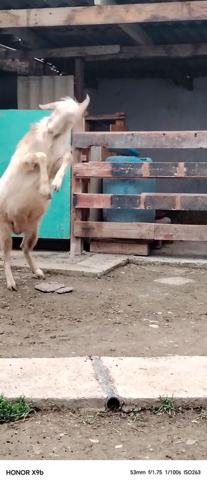 Козёл сатылады теке