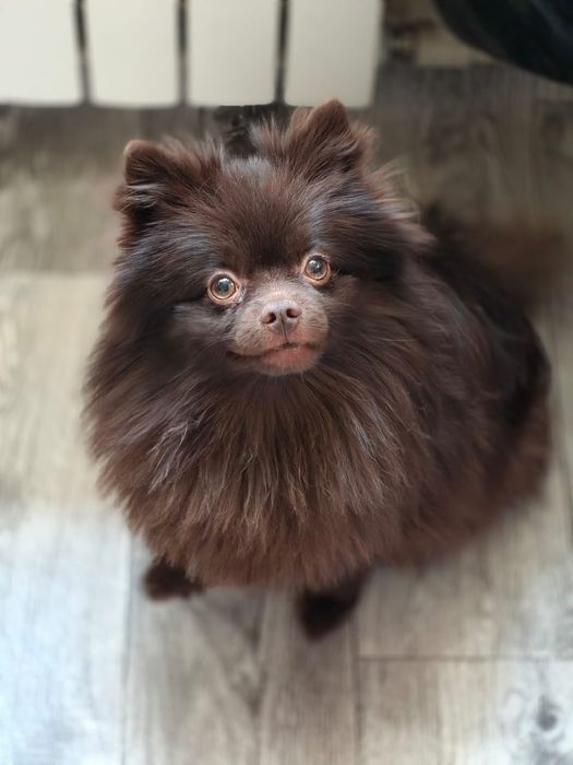 Кобель на случку